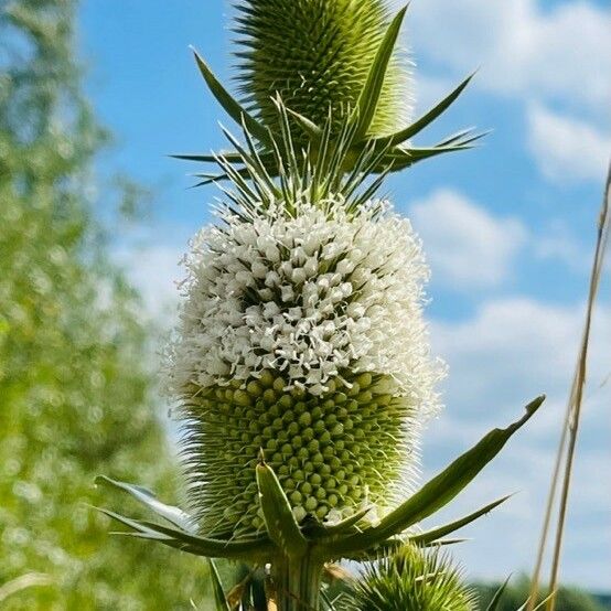 Dipsacus sativus Flower