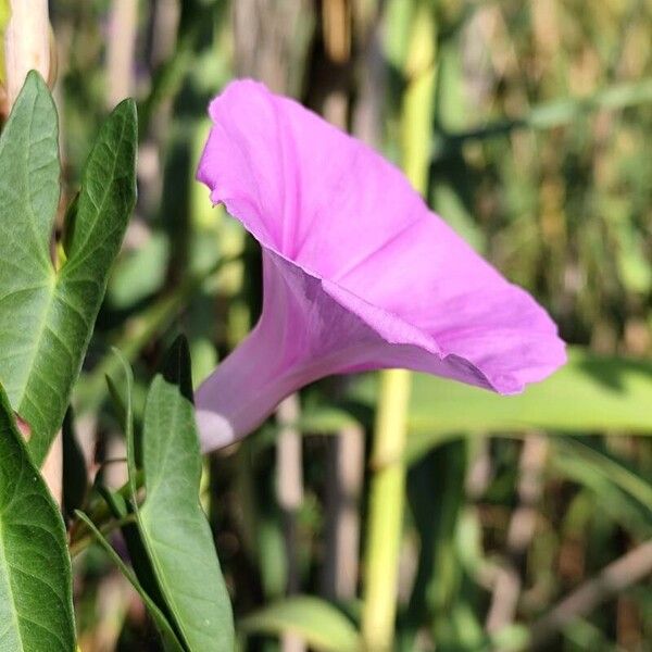 Ipomoea sagittata 花