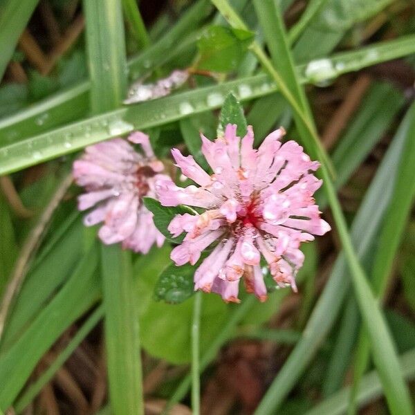 Trifolium medium 花