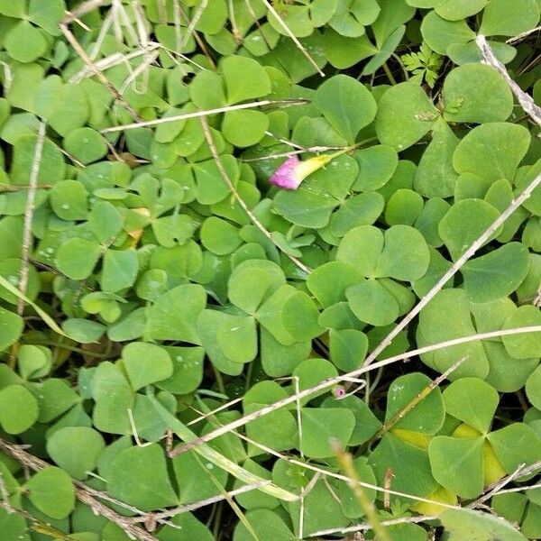 Oxalis purpurea عادت داشتن