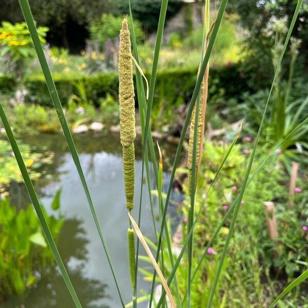 Typha laxmannii Blomma