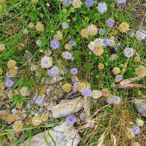 Jasione montana Habitus