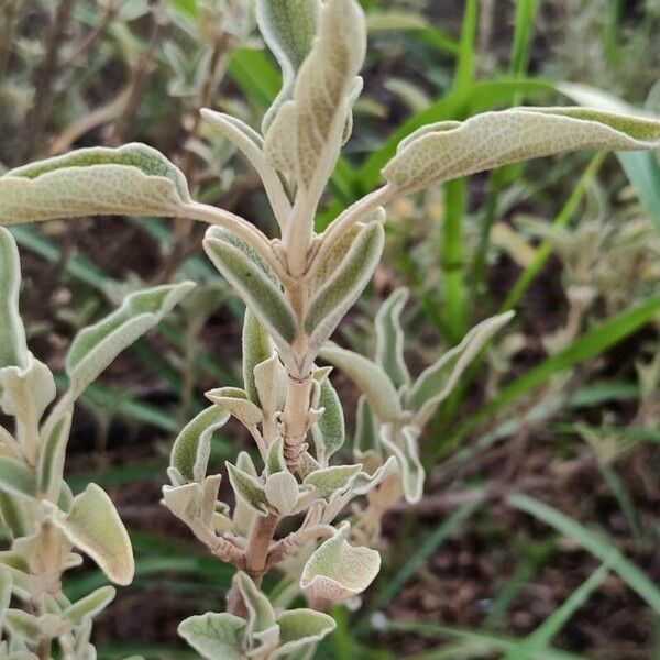 Phlomis purpurea Листок