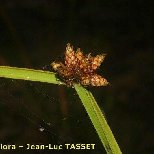 Schoenoplectiella mucronata Flower