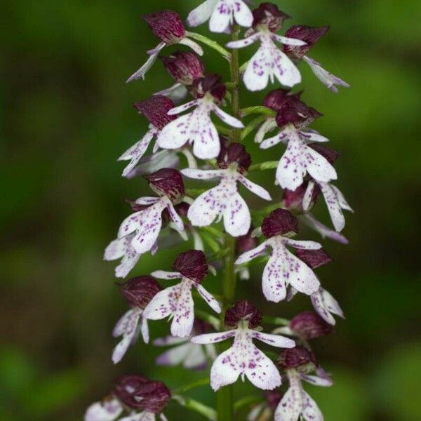 Orchis purpurea Kukka