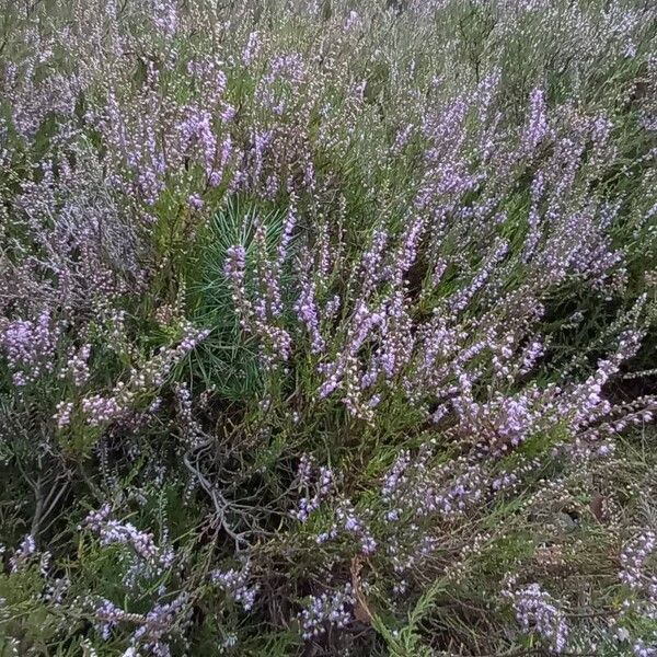 Calluna vulgaris Habitat