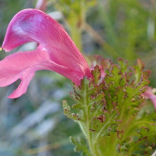 Pedicularis gyroflexa 花