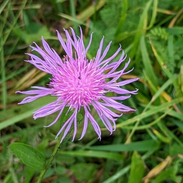 Centaurea jacea Blomst