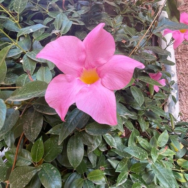 Mandevilla laxa Fleur