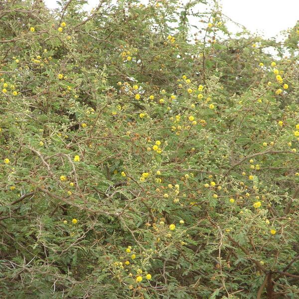 Acacia farnesiana Blüte