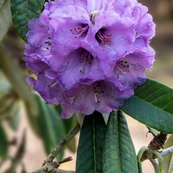 Rhododendron niveum Flower