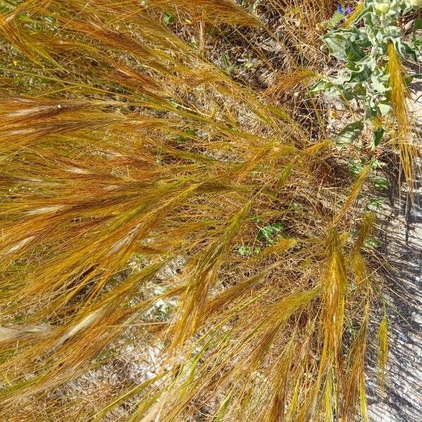 Stipellula capensis Blad