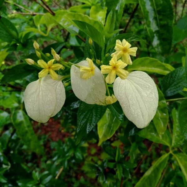 Mussaenda philippica Floro