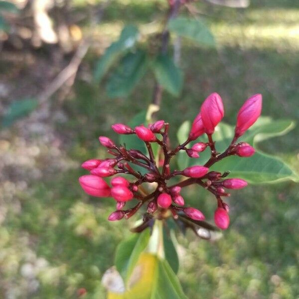 Jatropha integerrima Цветок