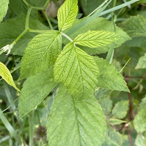 Rubus idaeus Лист