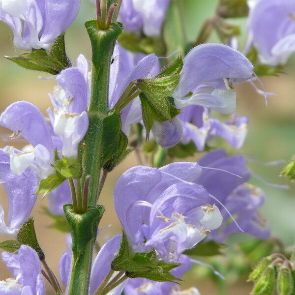 Salvia argentea 花