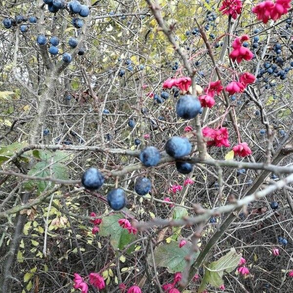 Prunus spinosa Fruit