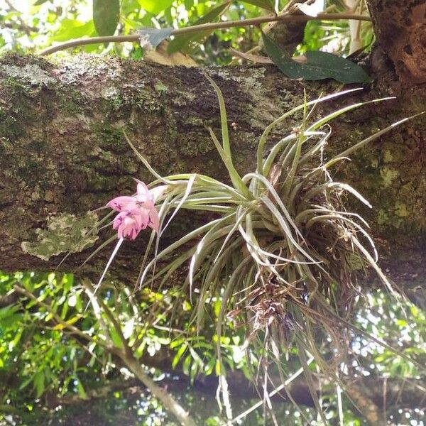 Tillandsia stricta Flower