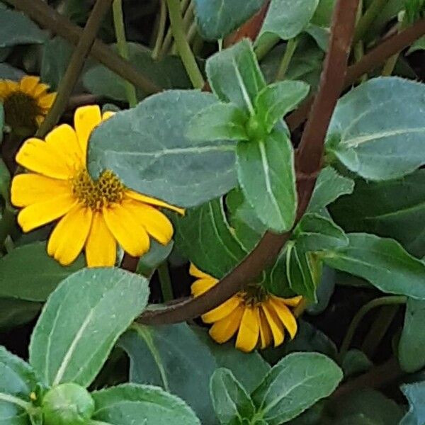 Sanvitalia procumbens Yaprak