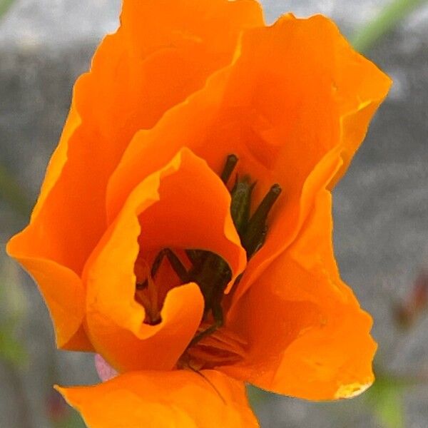 Eschscholzia californica Kvet