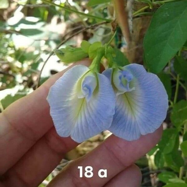 Clitoria mariana Цветок