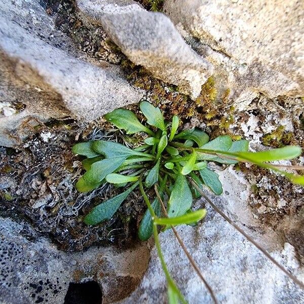 Kernera saxatilis Lehti