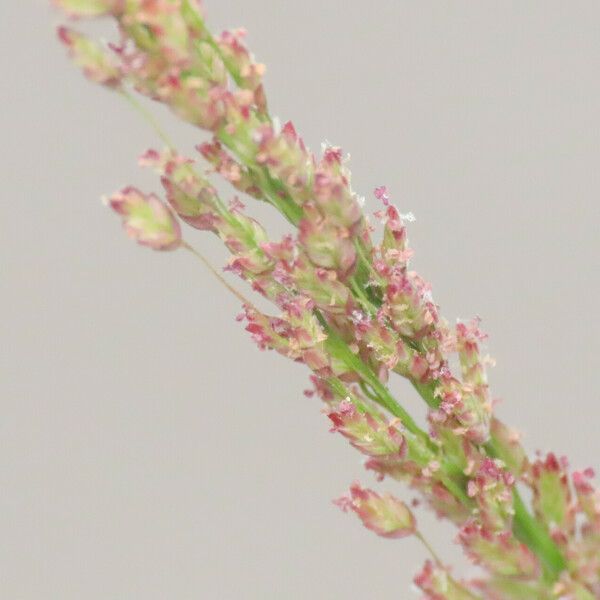 Eragrostis viscosa Virág