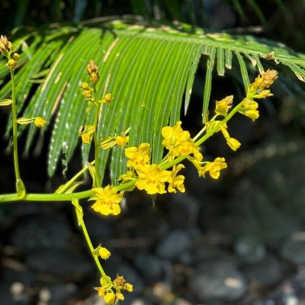 Cyrtopodium andersonii Flower