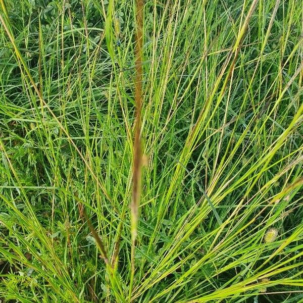 Heteropogon contortus Flower