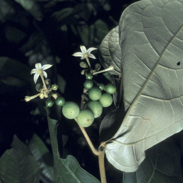 Solanum schlechtendalianum Plod