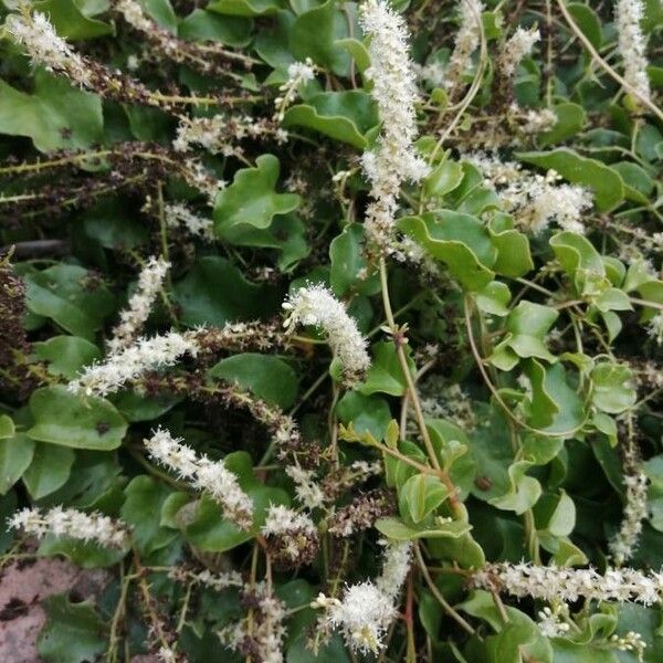 Anredera cordifolia Květ