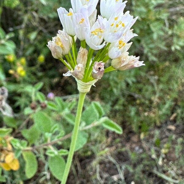 Allium roseum 花