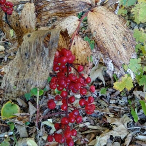 Maianthemum racemosum Fruit