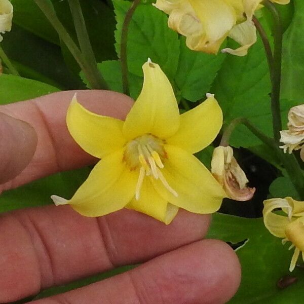 Erythronium revolutum Flor