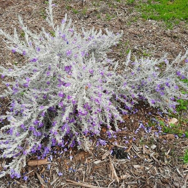 Eremophila nivea Hábitos