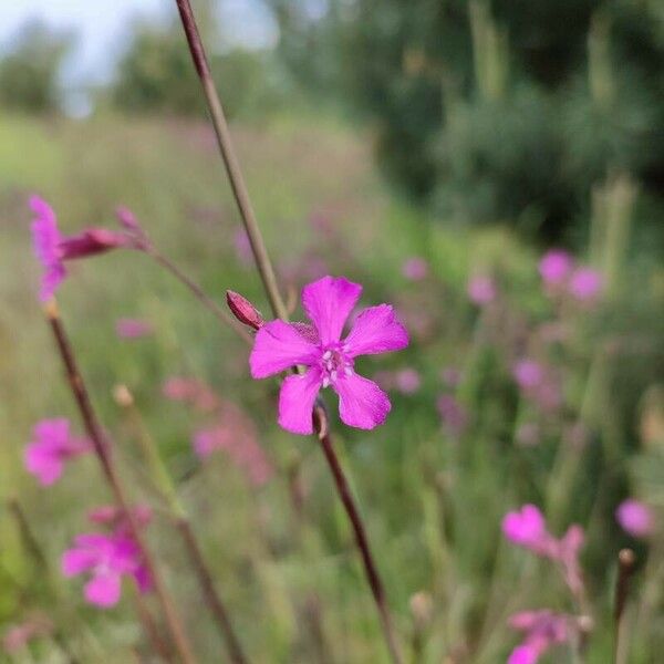 Viscaria vulgaris फूल