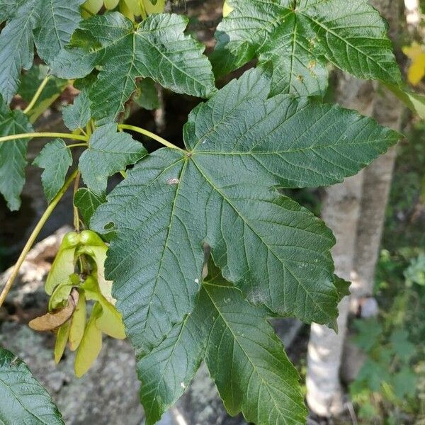 Acer pseudoplatanus Leaf