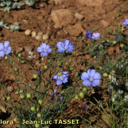 Linum leonii Habit