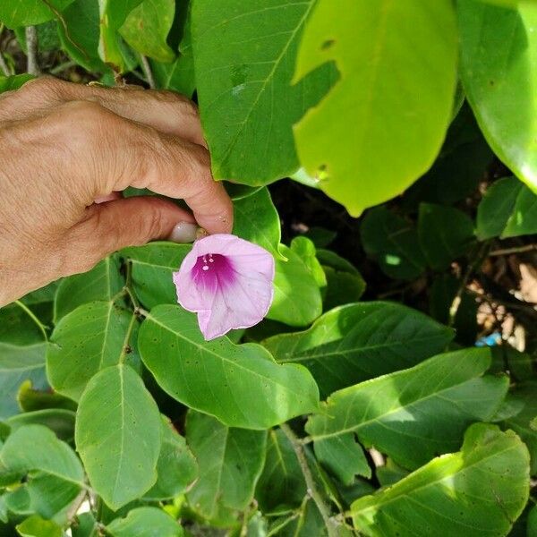 Ipomoea pes-caprae Blodyn