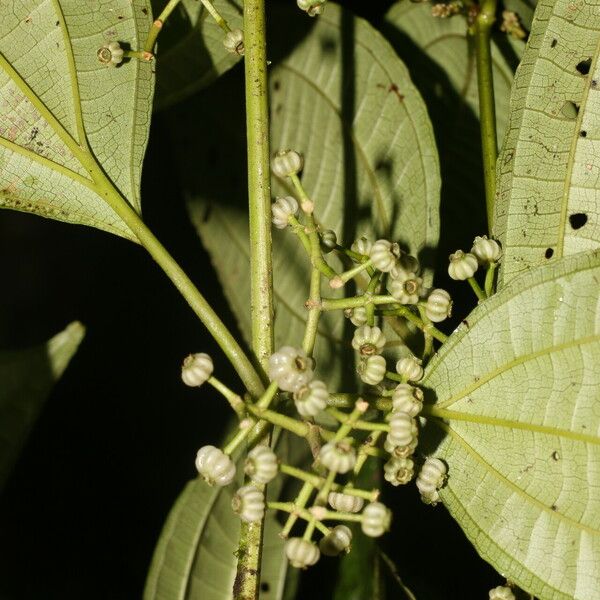 Miconia rubescens Cvet