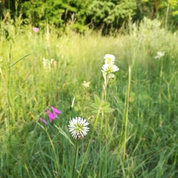 Trifolium montanum Flower