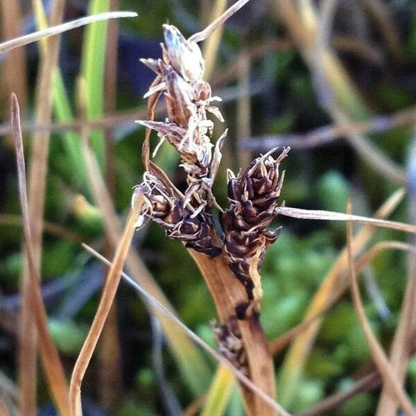 Carex lachenalii Fiore