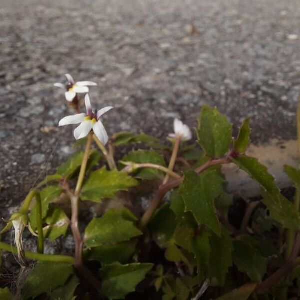 Lobelia purpurascens Flower