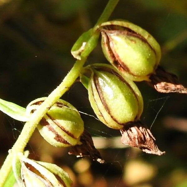 Epipactis helleborine Fleur