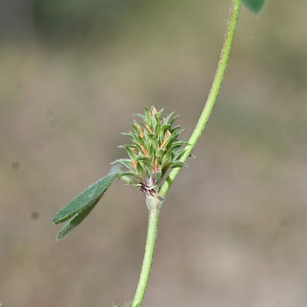 Trifolium scabrum 果實