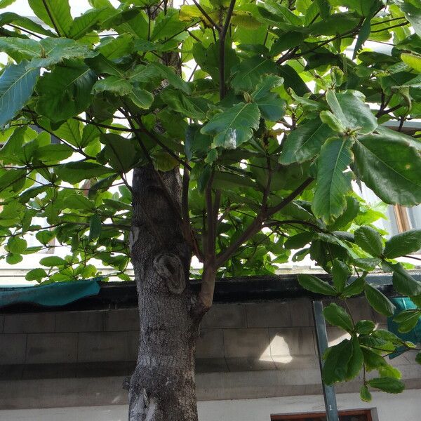 Terminalia catappa Rusca