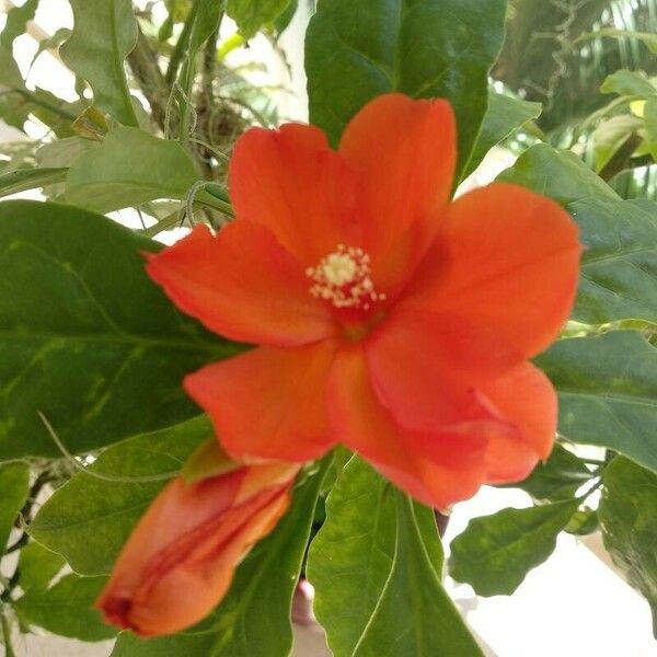 Leuenbergeria bleo Flower