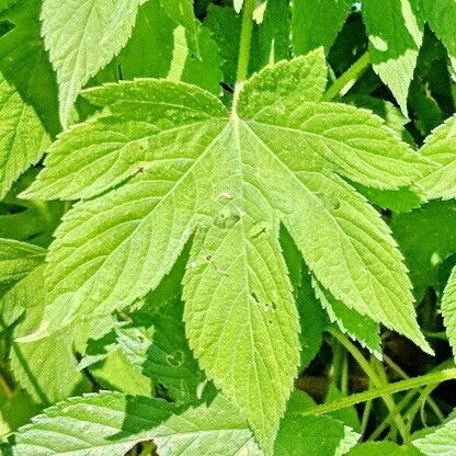 Humulus scandens Leaf