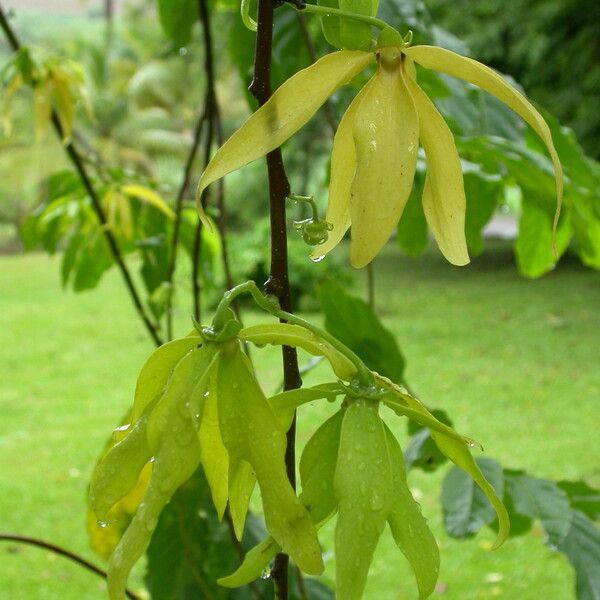 Cananga odorata Flower