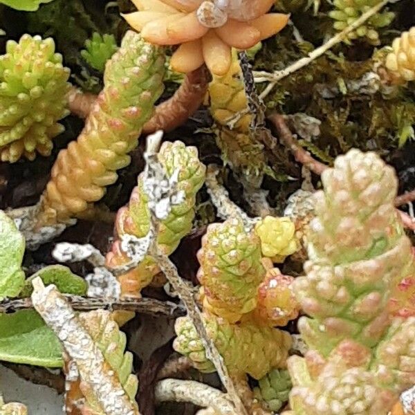 Sedum acre Costuma